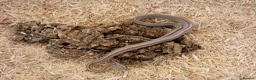 Corn Snake reptiles for sale: Beautiful, Captive-Bred Corn Snakes – DJL Exotics - Advert 2