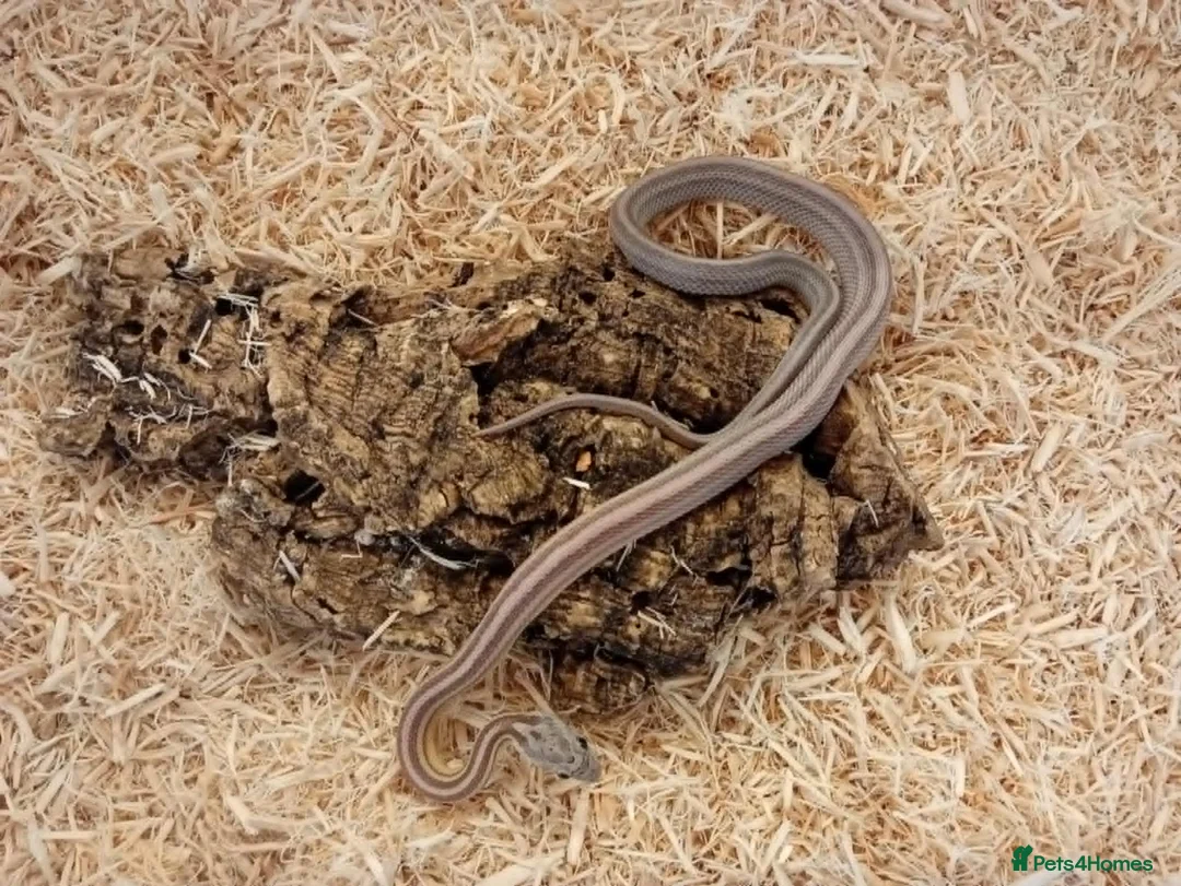 Corn Snake reptiles for sale: Beautiful, Captive-Bred Corn Snakes – DJL Exotics - Advert 2