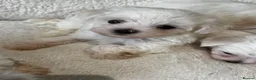 Maltese dogs for sale: Maltese Puppies - Advert 8