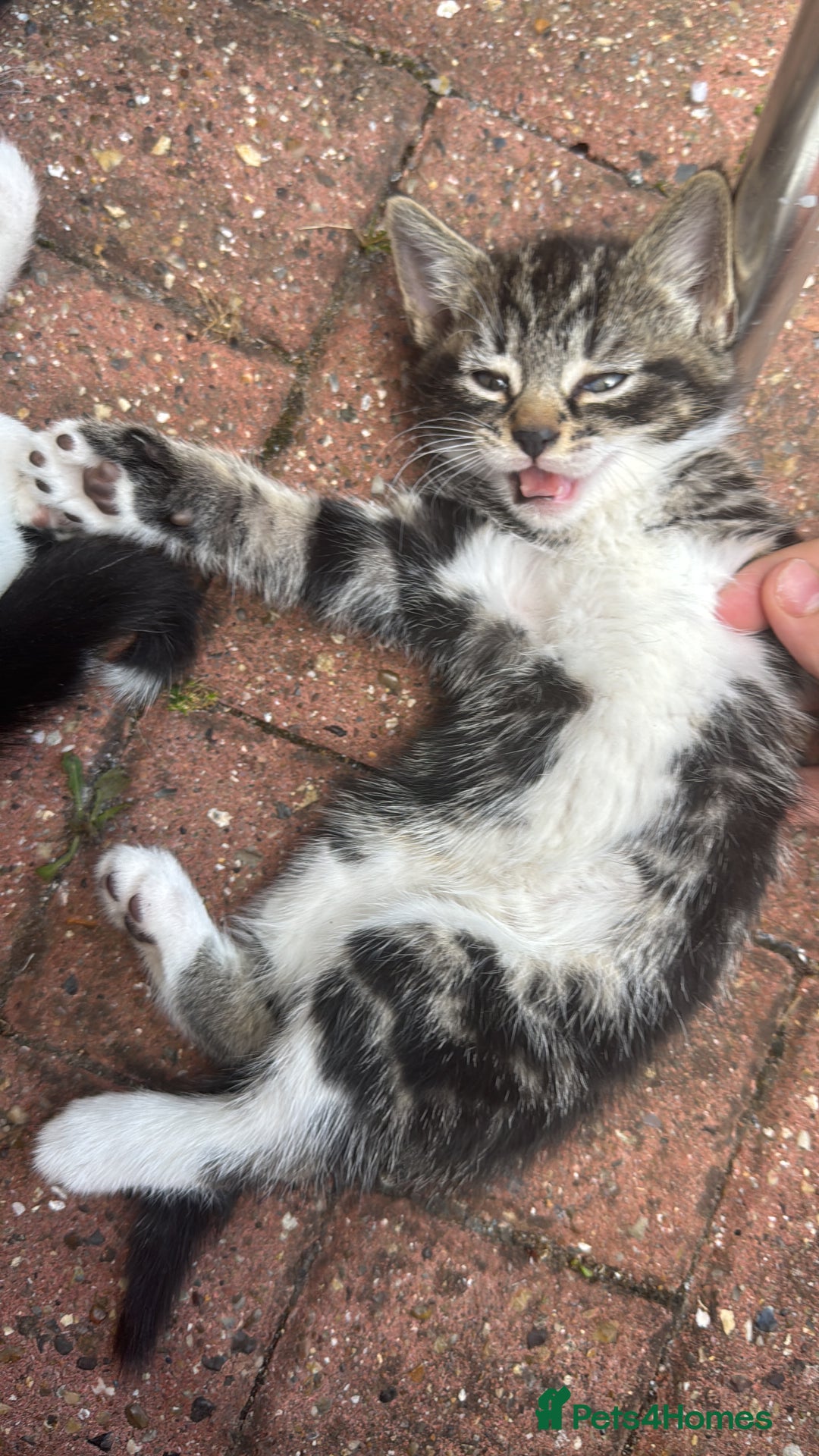 American Shorthair cats for sale: 2 make and 1 female kittens for sale  - Image 2