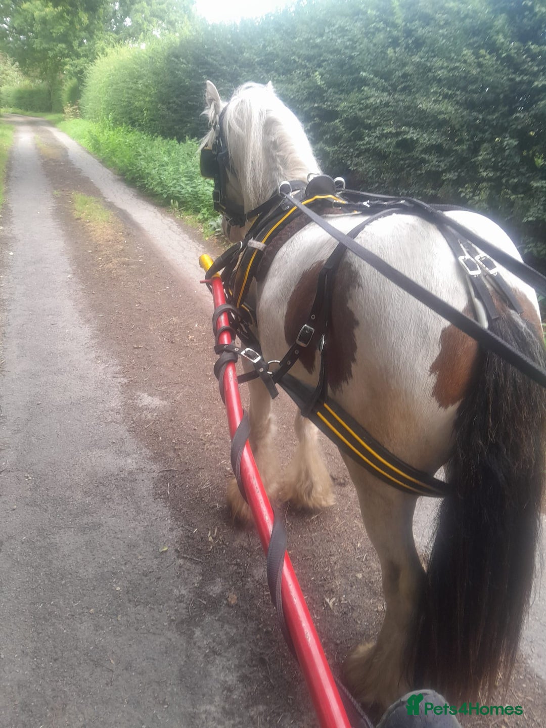 Irish Cob horses for sale: Lady for sale  - Image 4