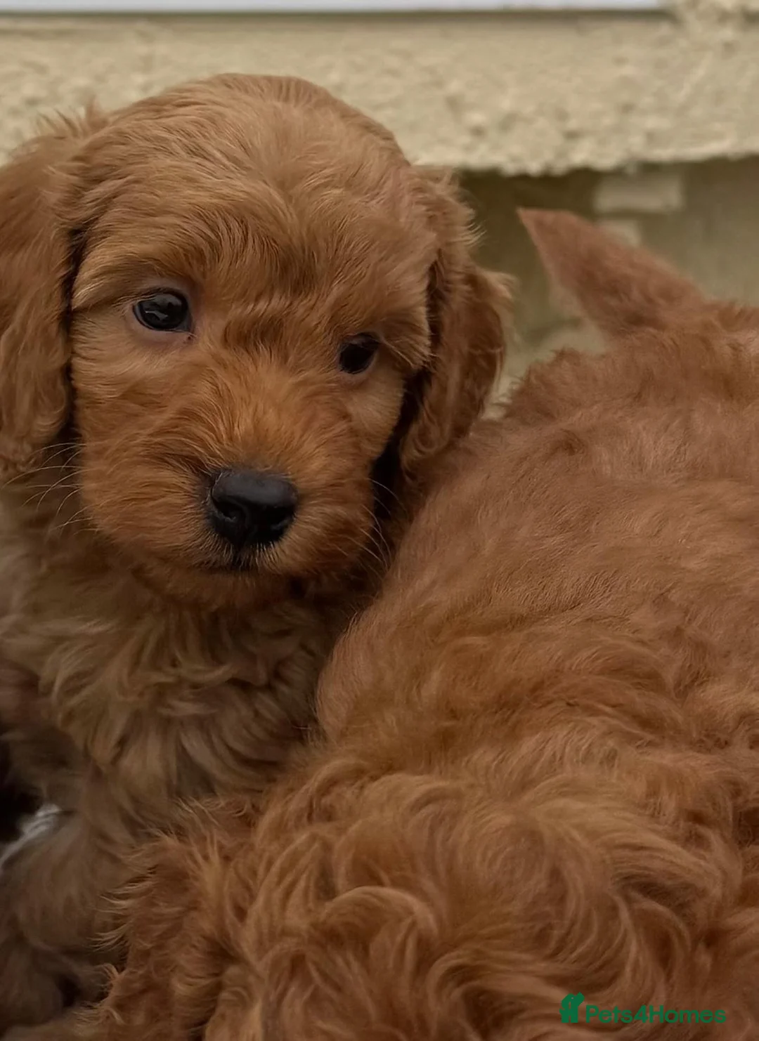 Cavapoo dogs for sale: Cavapoo puppies  - Advert 11