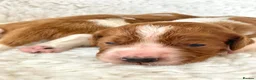 Welsh Springer Spaniel dogs for sale: KC Reg Welsh Springer Spaniels Fully Health Tested - Advert 26