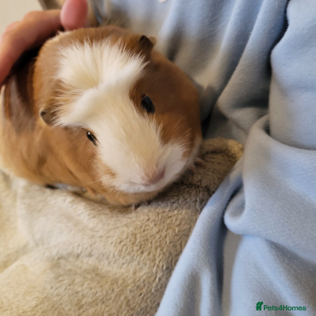 Guinea Pig rodents for sale: Beautiful Female Guinea Pigs  - Image 2