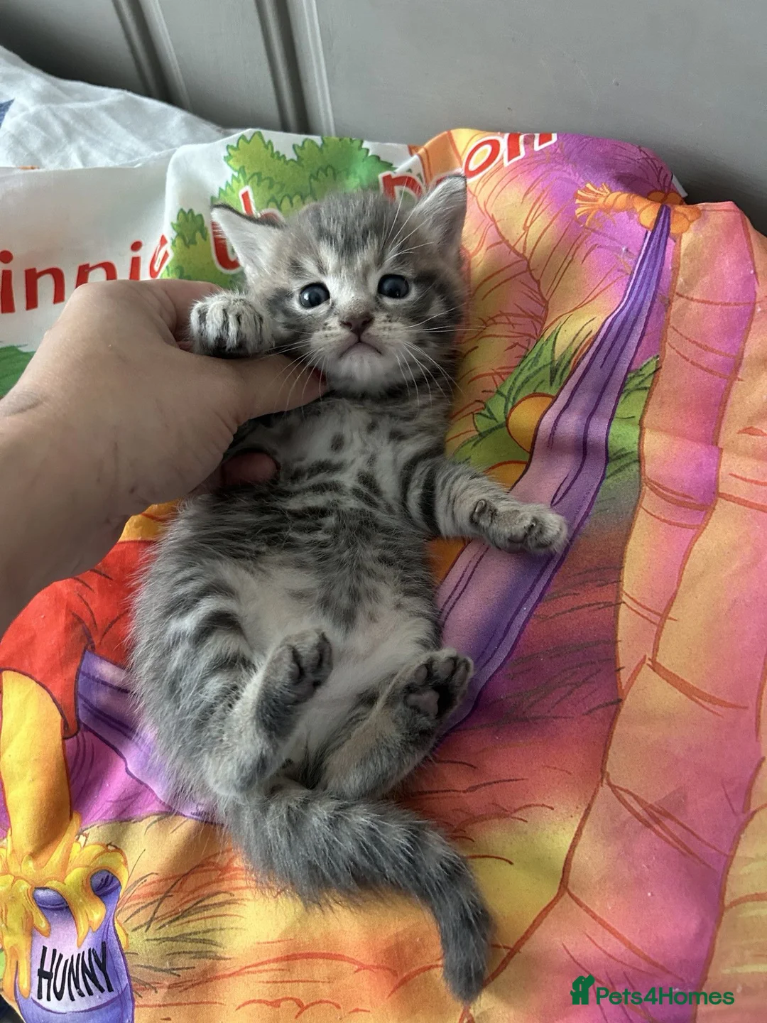 Mixed Breed cats for sale: Beautiful Tabby Kittens ready for new home in Reading - Advert 8
