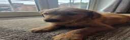 Golden Retriever dogs for sale: 🧡 Dark red working golden retriever pups 🧡 - Advert 7