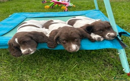 English Springer Spaniel dogs for sale: READY TO GO - KC Reg, Docked, Springer Puppies - Image 9