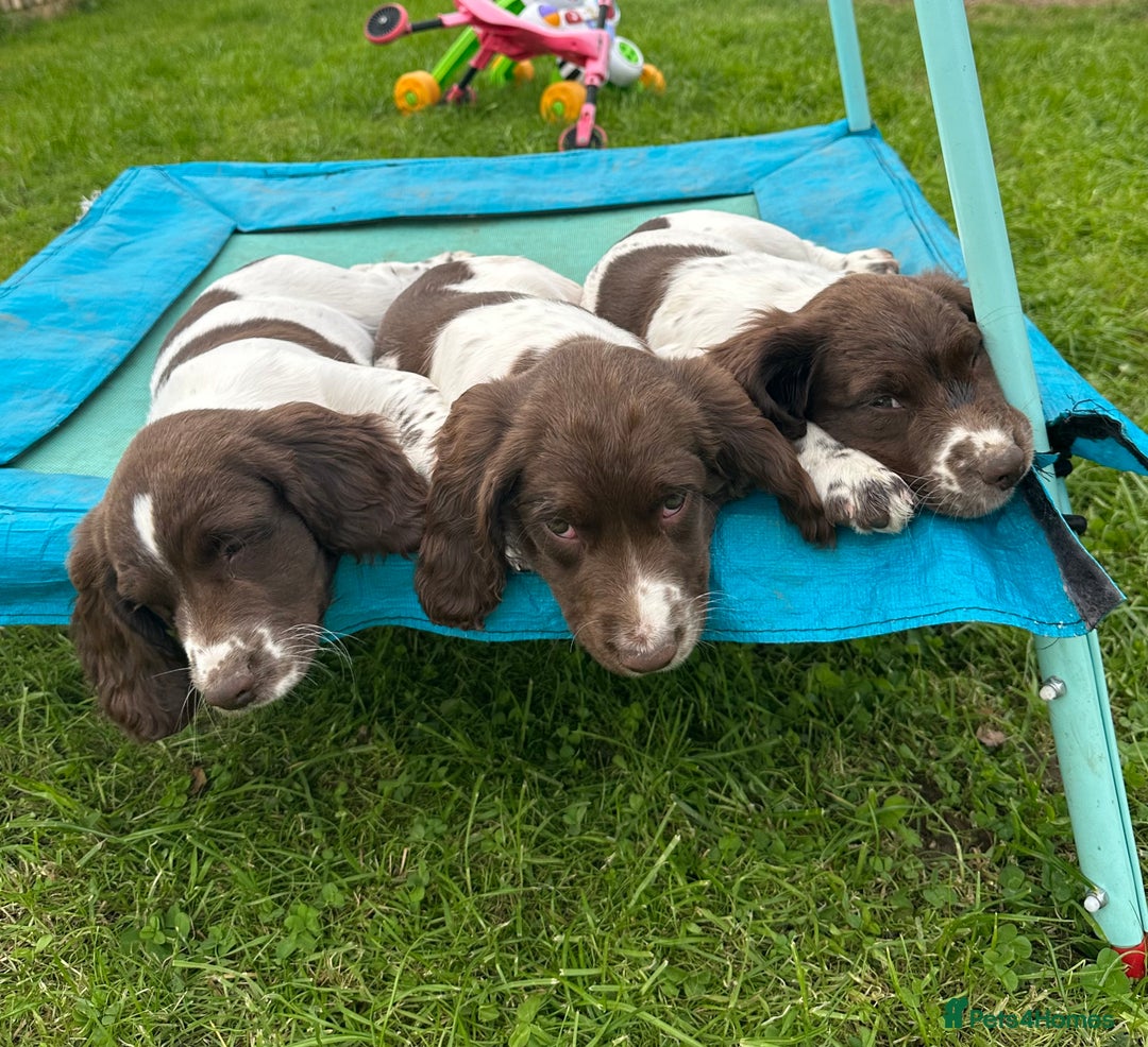 English Springer Spaniel dogs for sale: READY TO GO - KC Reg, Docked, Springer Puppies - Image 9