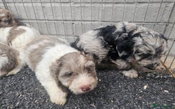 Cockapoo dogs for sale: Cockapoo puppies 🐶  - Image 13