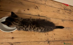 Mixed Breed cats for sale: Gorgeous Maine Coon cross kitten ready to take ho - Image 2