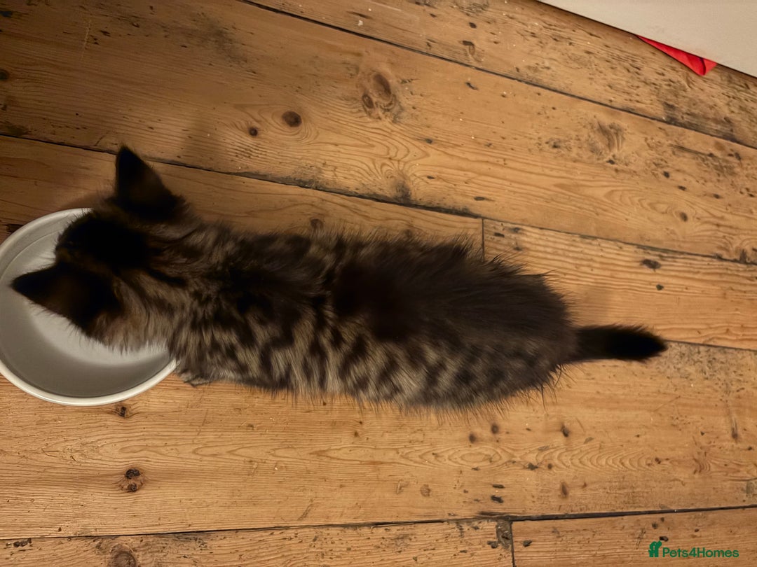 Mixed Breed cats for sale: Gorgeous Maine Coon cross kitten ready to take ho - Image 2