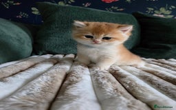 British Shorthair cats for sale: Gorgeous golden fluffs ready in October in Peterborough - Image 4