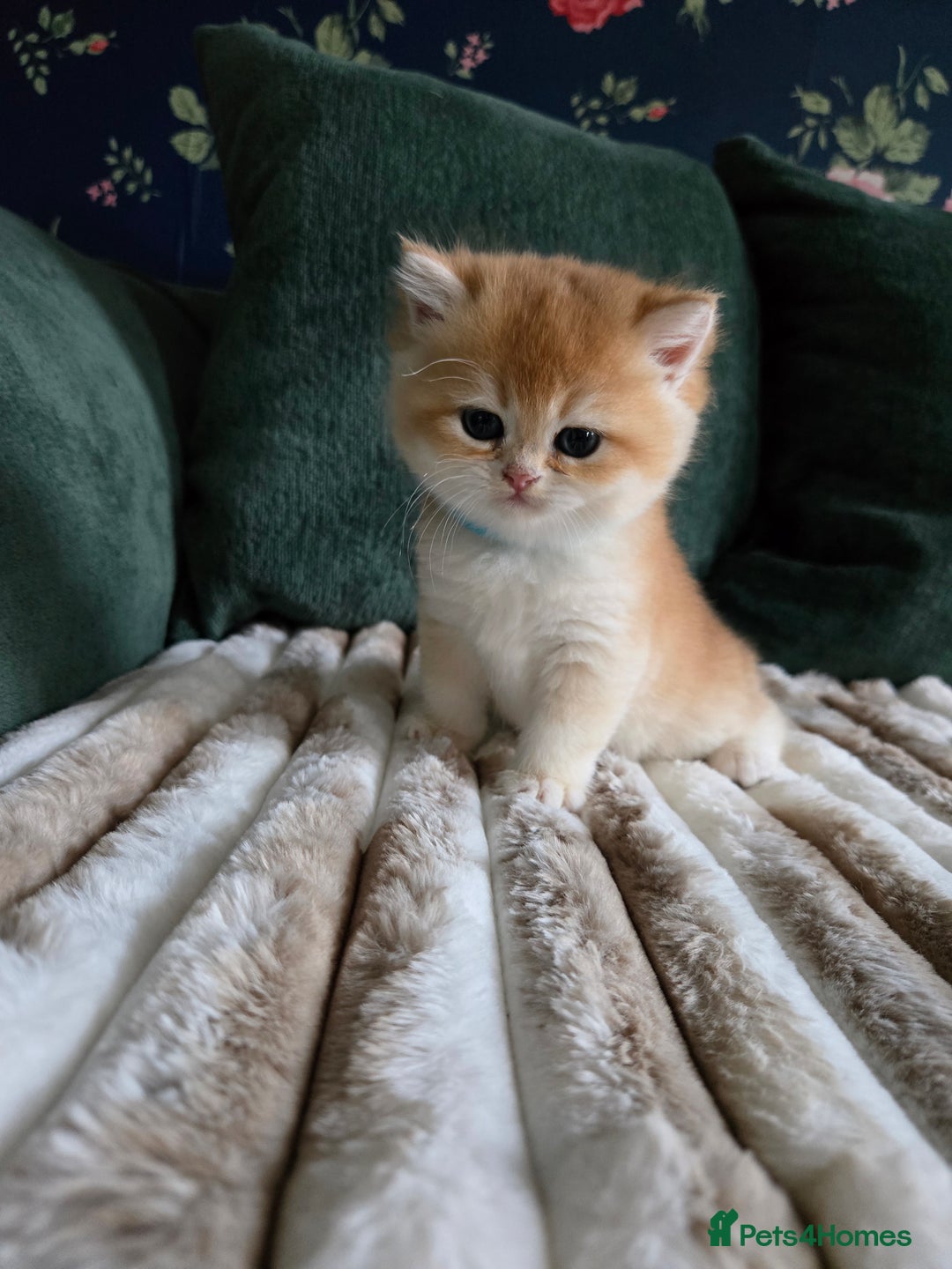 British Shorthair cats for sale: Gorgeous golden fluffs ready in October in Peterborough - Image 4