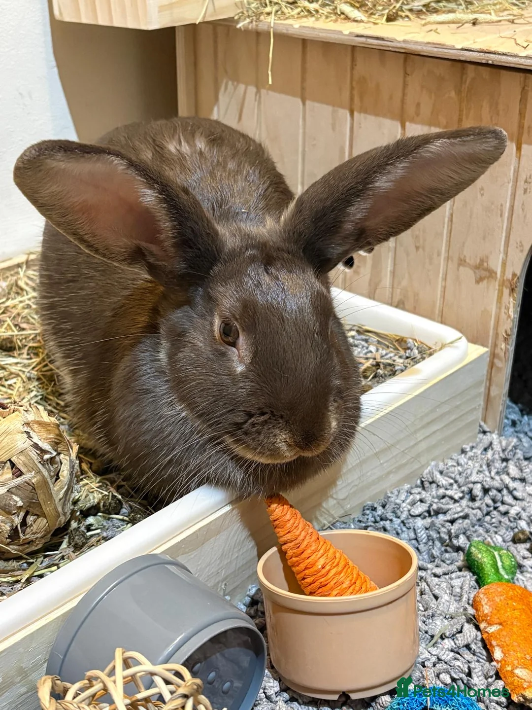 Rex rabbits for sale: Willow & Chestnut  in Eastleigh - Advert 5