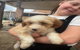 Tibetan Terrier dogs for sale: Tibetan terrier puppy. - Image 2