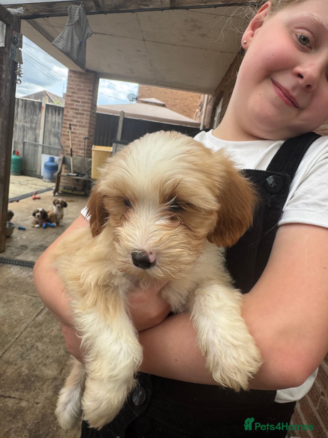 Tibetan Terrier dogs for sale: Tibetan terrier puppy. - Image 2