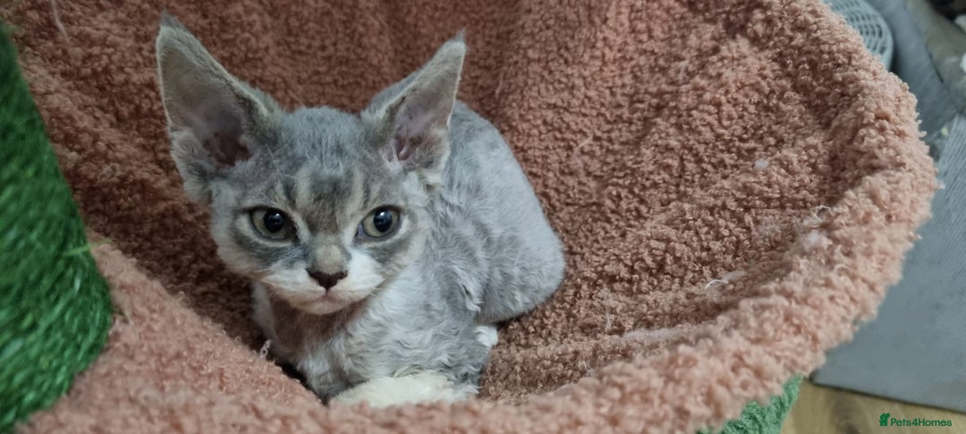 Devon Rex cats for sale: Three lovely brothers and sister - Advert 15