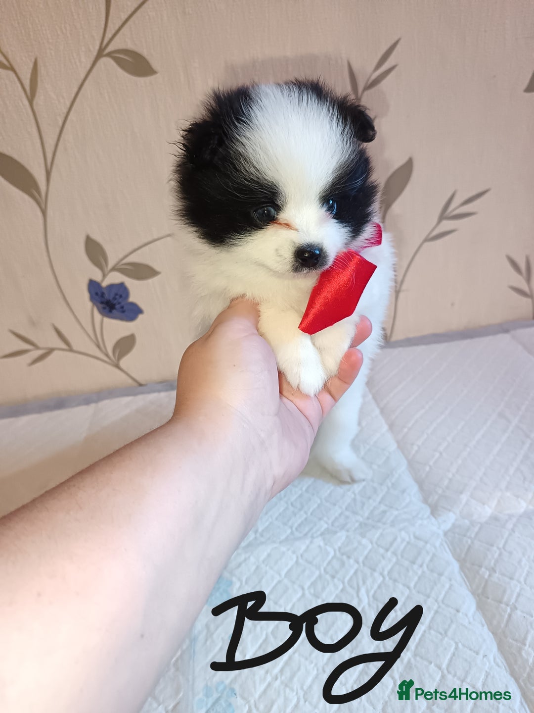 Pomeranian dogs for sale: Barnsley  - Advert 31