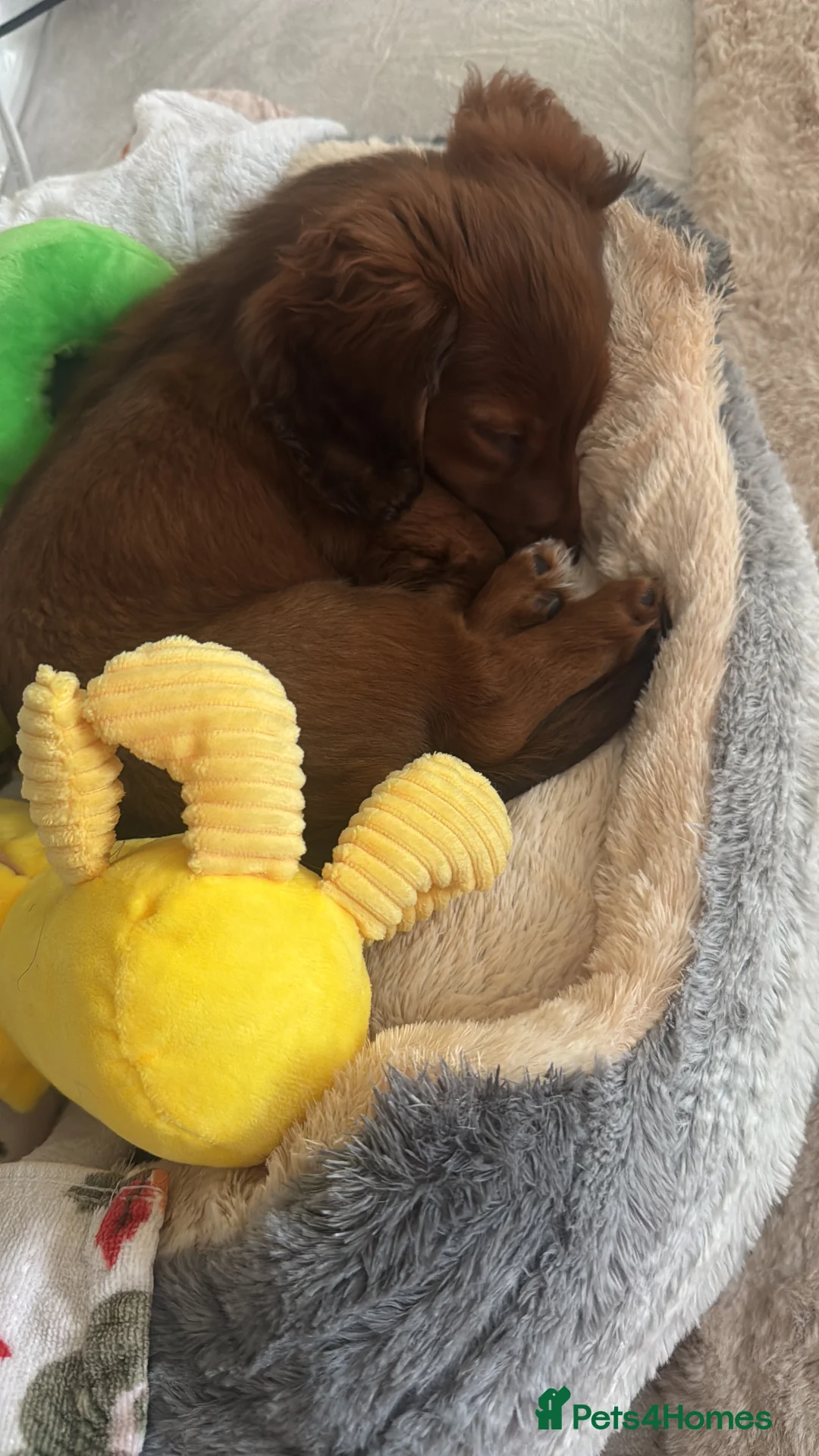 Miniature Dachshund dogs for sale: Long Haired ( Choclate Based ) Mini Dachshunds  - Advert 2