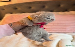 British Shorthair cats for sale: Pure British shorthair Champion line 😻🥇🏆 - Image 9