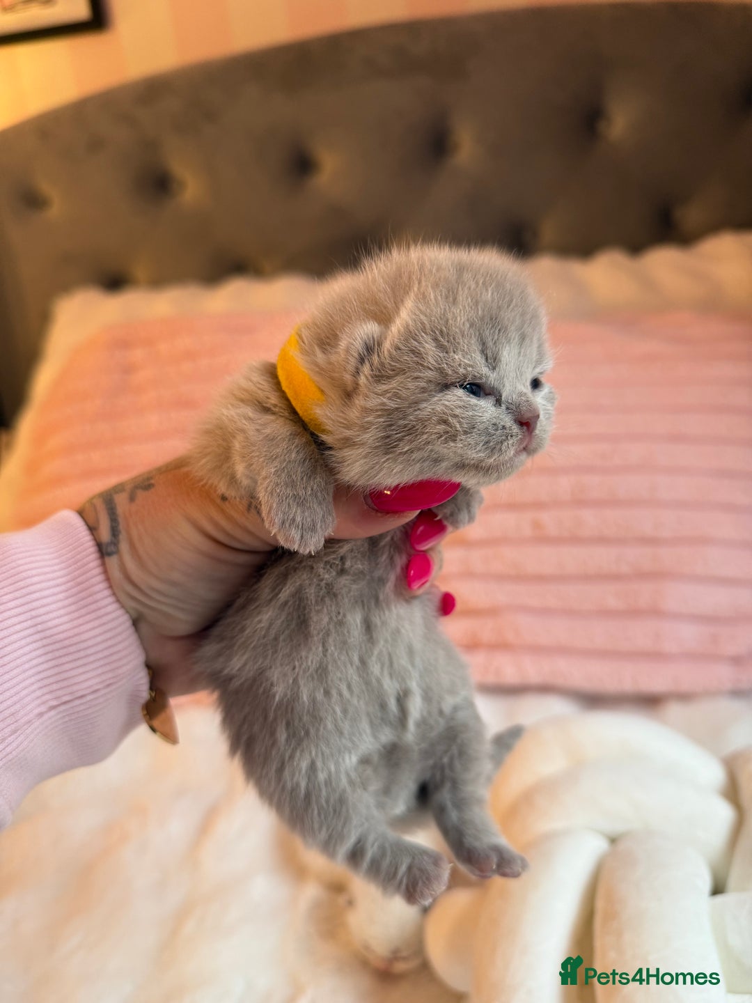 British Shorthair cats for sale: Pure British shorthair Champion line 😻🥇🏆 - Image 9