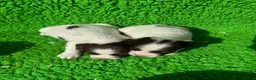 English Springer Spaniel dogs for sale: Exceptional ESS pups from tested working parents  - Advert 14