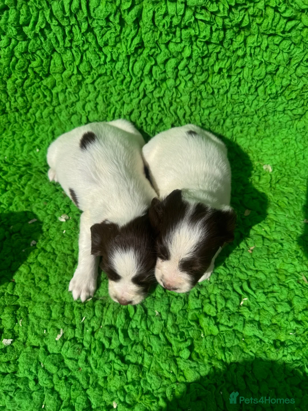 English Springer Spaniel dogs for sale: Exceptional ESS pups from tested working parents  - Advert 14