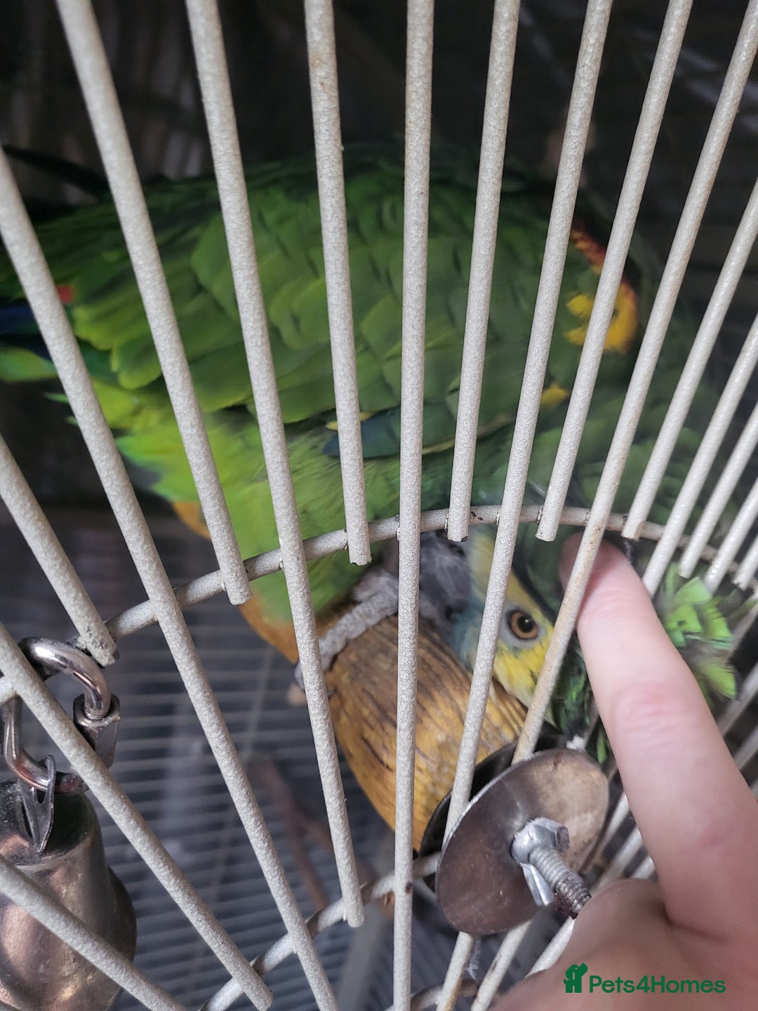 Parrots birds for sale: Blue Fronted Amazon  - Advert 3