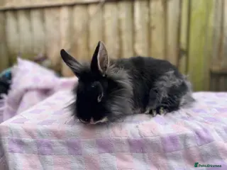 Mixed Breed rabbits Rabbits for sale various ages and prices - Advert 14