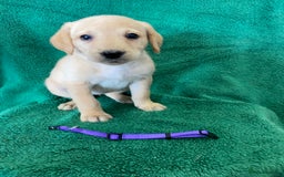 Labrador Retriever dogs for sale: Labrador Puppies - Image 6