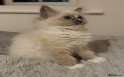 Ragdoll cats for sale: 💙🐾Tica full Pedigree🐾EU Ragdoll 🐱🐾DNA Clear❤️ - Image 16