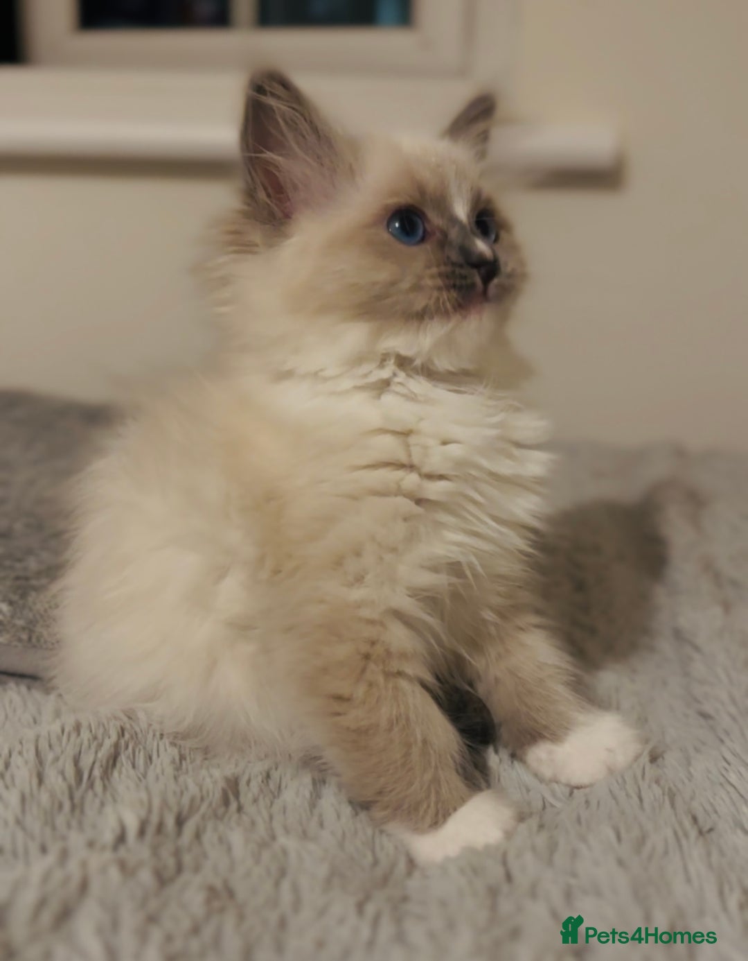 Ragdoll cats for sale: 💙🐾Tica full Pedigree🐾EU Ragdoll 🐱🐾DNA Clear❤️ - Image 16