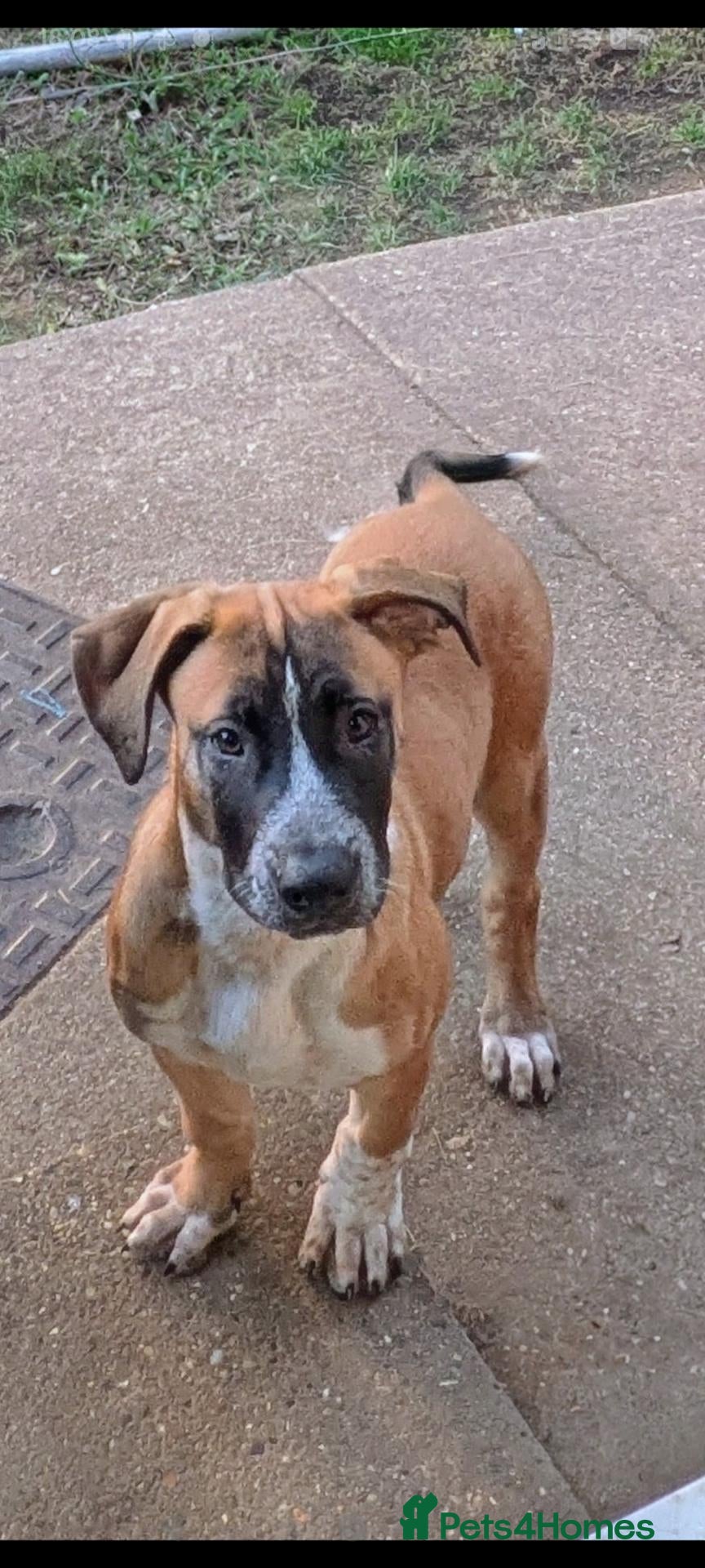 Mixed Breed dogs American bulldog x Belgian Malinois  - Advert 5