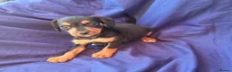 Jack Russell dogs for sale: Beautiful jack russell puppies ready now - Advert 26