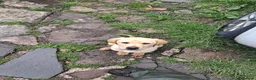 Labrador Retriever dogs for sale: Labrador Pups in Pontypool - Advert 3