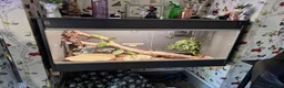 Python Snake reptiles for sale: Royal Python collection in Blackburn - Advert 18