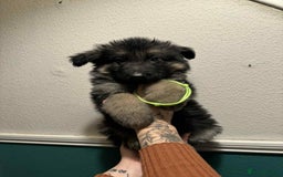 German Shepherd dogs for sale: Beautiful straight back German Shepherds  - Image 36