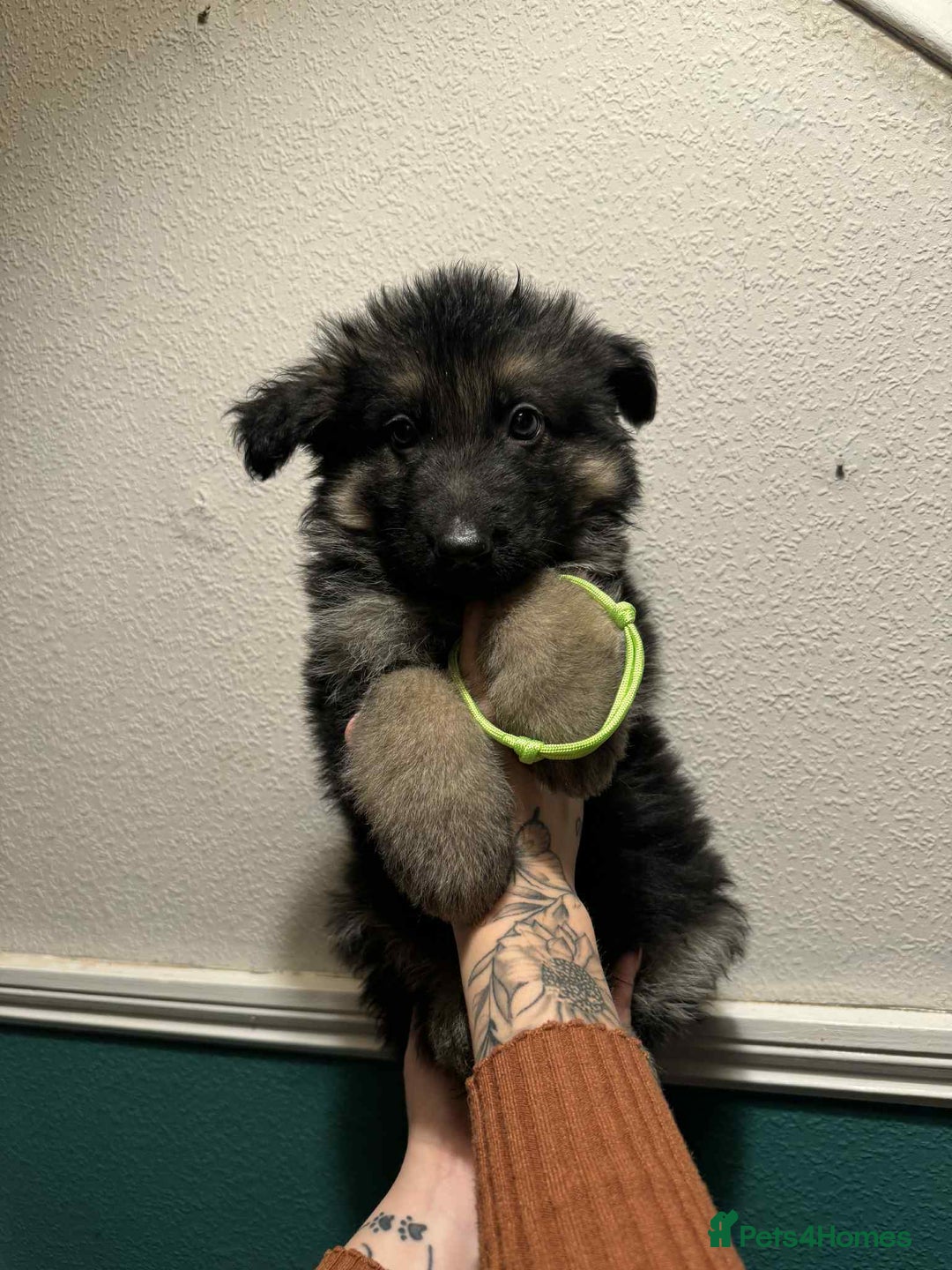German Shepherd dogs for sale: Beautiful straight back German Shepherds  - Image 36