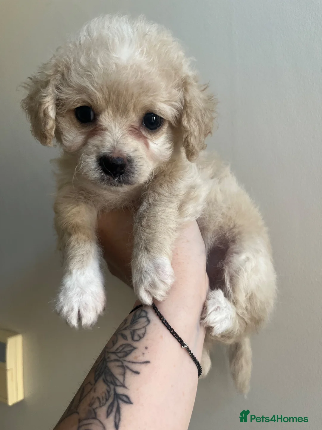 Mixed Breed dogs for sale: 2 female Cavapoochon x Cockerpoo in Porth - Advert 2