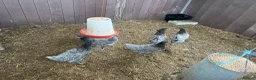Chickens poultry for sale: Hatching eggs , day old chicks , growers and layer - Advert 3