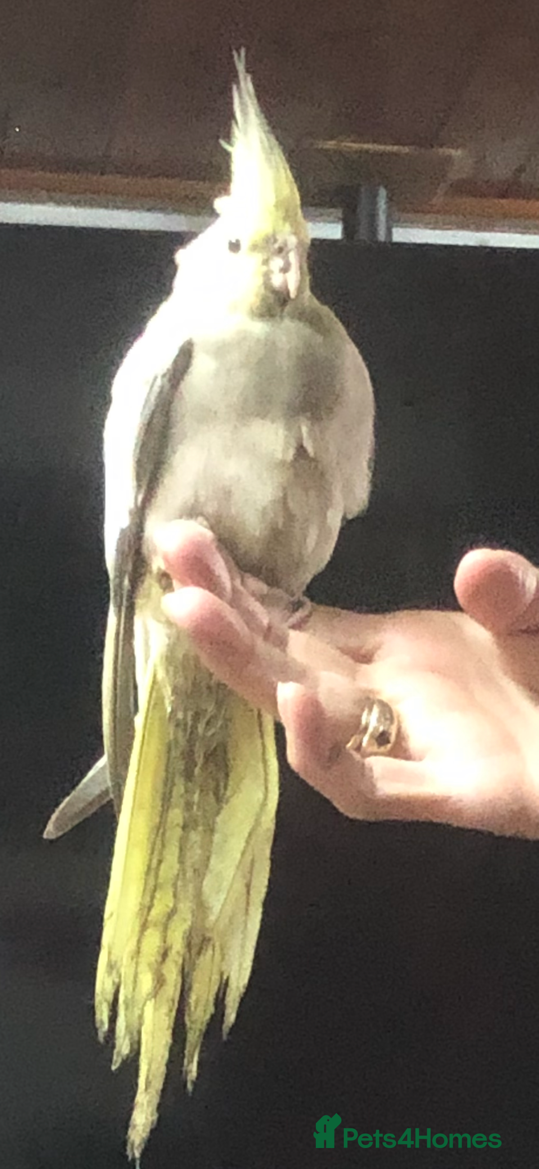 Cockatiels birds for sale: Baby pearl cockatiel hand tame and friendly  - Advert 10
