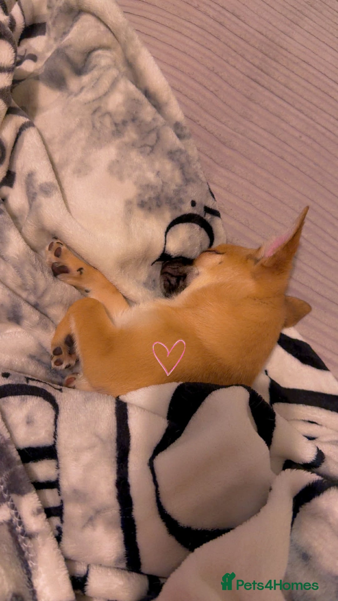 Pomchi dogs for sale: pomchi puppy female  - Advert 3