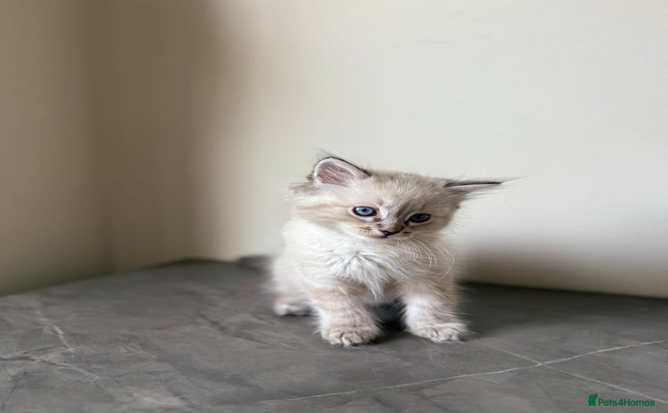 Ragdoll cats - Advert 1