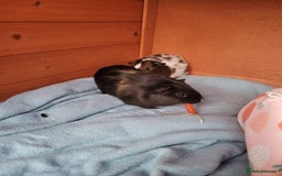 Guinea Pig rodents for sale: 2 female guinea pigs  *pending collection*  - Image 2