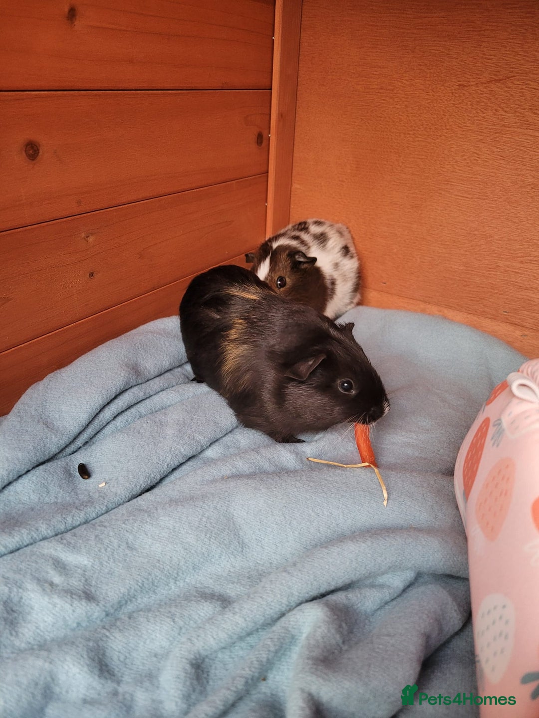 Guinea Pig rodents for sale: 2 female guinea pigs  *pending collection*  - Image 2