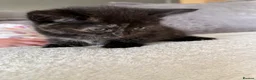 Mixed Breed cats for sale: Mix breed kittens  - Advert 8