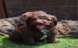 Jackapoo dogs for sale: 🐶 Rare-Coloured Jackapoo Puppies  - Image 9