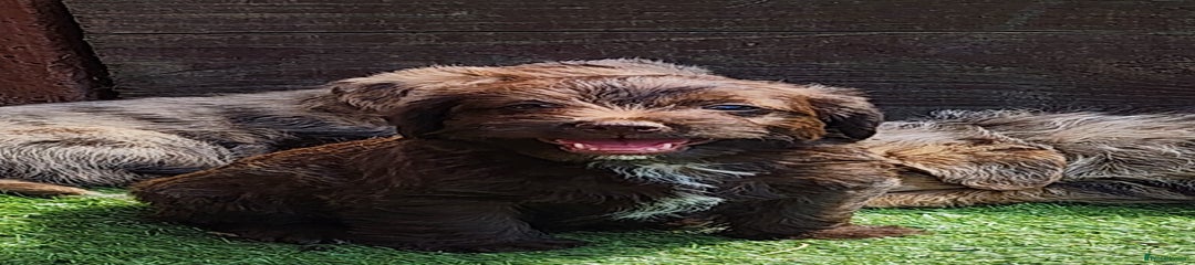 Jackapoo Puppy 1