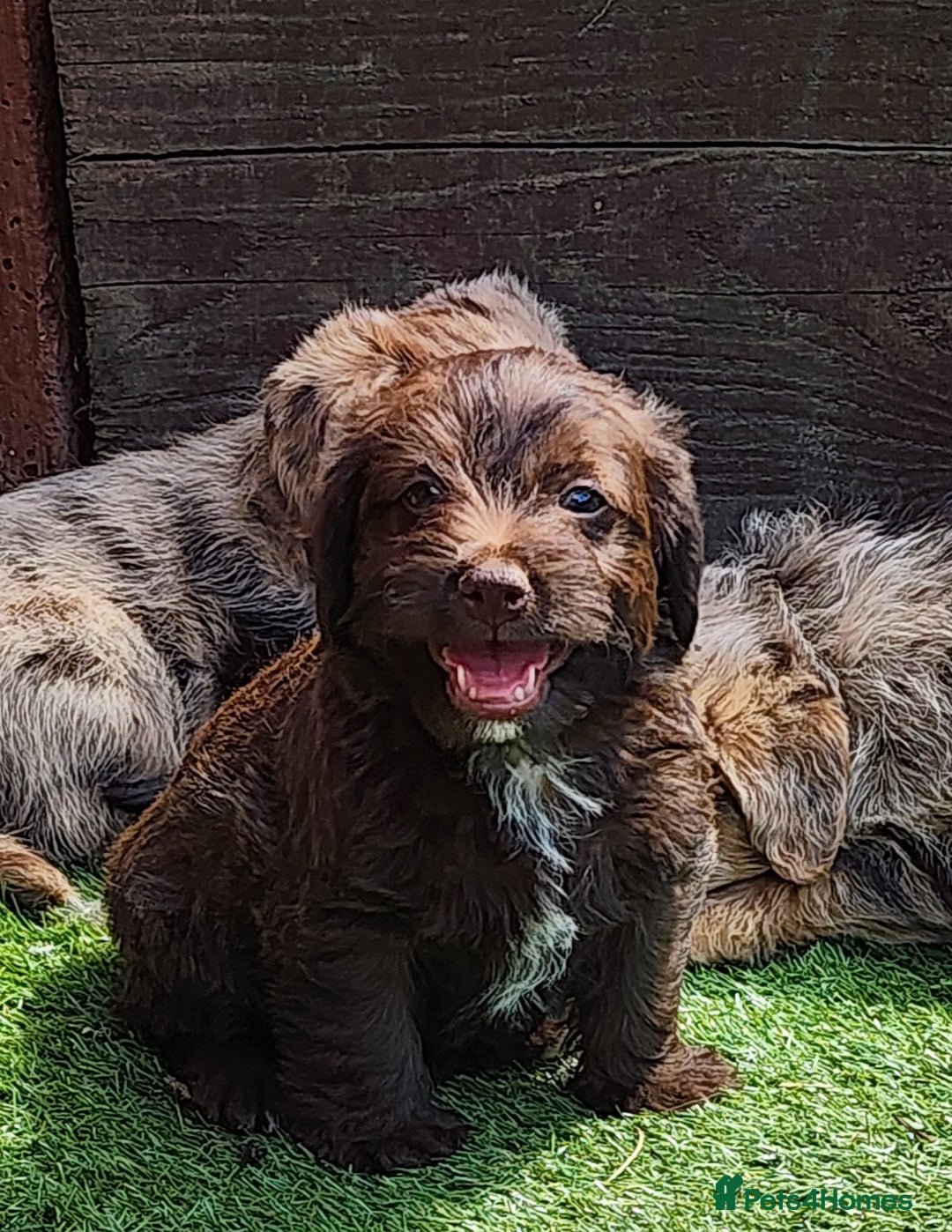 Jackapoo dogs for sale: 🐶 Rare-Coloured Jackapoo Puppies  - Image 9