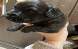 Skye Terrier dogs for sale: Skye terrier puppies lovely chunky rare breed pups - Image 29